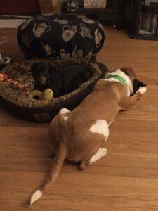 Happy Tail: Mitch 1