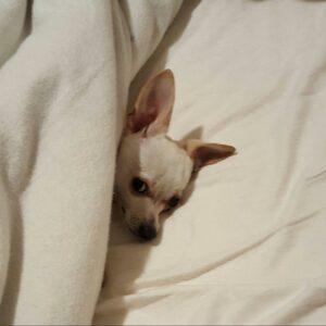 Happy Tail: Hunter (formerly Leo) 1