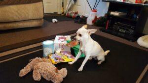 Happy Tail: Hunter (formerly Leo) 3