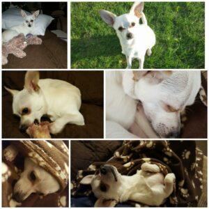 Happy Tail: Hunter (formerly Leo) 5