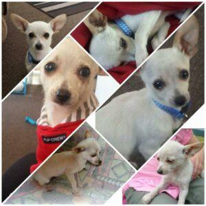 Happy Tail: Hunter (formerly Leo) 7