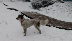 Happy Tail: Joy (formerly Nattie) 1