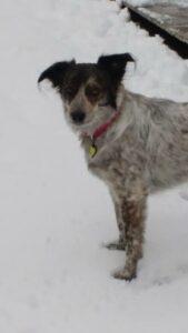 Happy Tail: Joy (formerly Nattie) 3