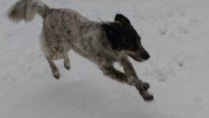 Happy Tail: Joy (formerly Nattie) 5