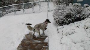 Happy Tail: Joy (formerly Nattie) 7