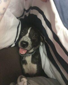 Happy Tail: Lambeau (formerly Rudolph Jessica) 5