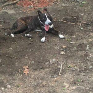 Happy Tail: Lambeau (formerly Rudolph Jessica) 3