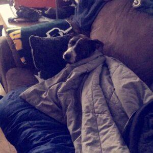 Happy Tail: Lambeau (formerly Rudolph Jessica) 7