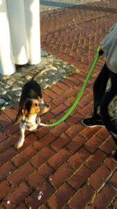 Happy Tail: Ború (formerly Aladdin Fairy Tale) 1