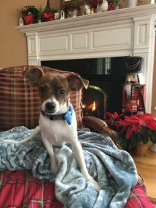 Happy Tail: Petey Tadpole 1