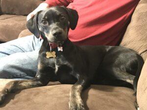 Happy Tail: Vader (formerly Charlie Daisy) 4 Happy Tail: Vader (formerly Charlie Daisy) 3
