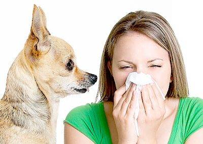 Pet Allergy Sufferers