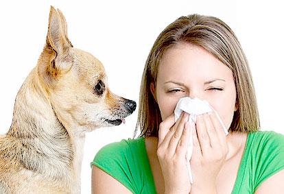 Pet Allergy Sufferers
