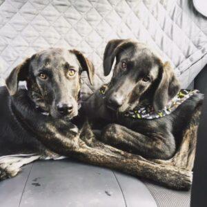 Happy Tail: Benny and Harper 1