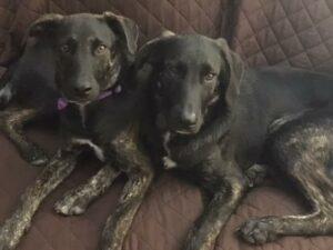 Happy Tail: Benny and Harper 5