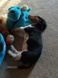 Happy Tail: Freckles (formerly Ariel Fairytale) 1