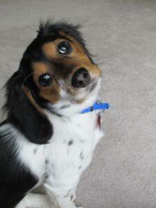 Happy Tail: Freckles (formerly Ariel Fairytale) 3