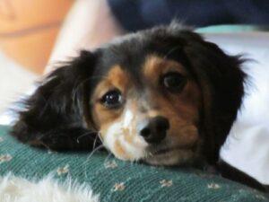 Happy Tail: Freckles (formerly Ariel Fairytale) 5