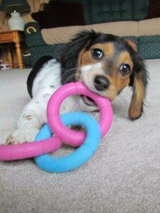 Happy Tail: Freckles (formerly Ariel Fairytale) 7