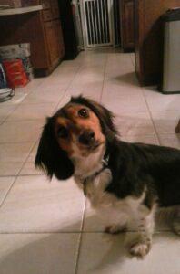 Happy Tail: Freckles (formerly Ariel Fairytale) 9