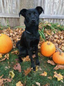 Happy Tail: Sasha Rose 9