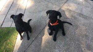Happy Tail: Sasha Rose 13