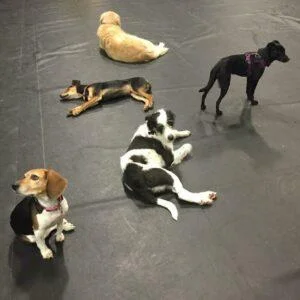 Happy Tail: Sasha Rose 17