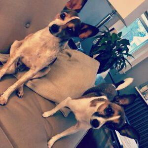 Happy Tails: Buster Bugs 5