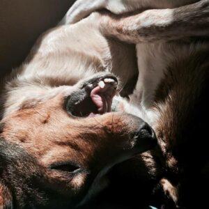Happy Tails: Buster Bugs 1