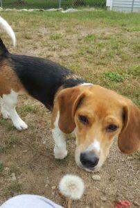 Happy Tail: Dobby (fomerly Ryder Cain) 7
