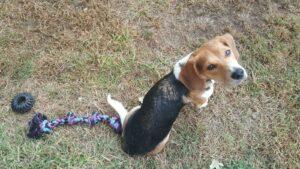 Happy Tail: Dobby (fomerly Ryder Cain) 11