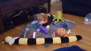 Happy Tail: Dobby (fomerly Ryder Cain) 9