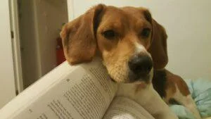 Happy Tail: Dobby (fomerly Ryder Cain) 5