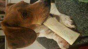 Happy Tail: Dobby (fomerly Ryder Cain) 3
