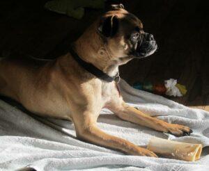 Happy Tail: Daphne 3