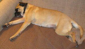 Happy Tail: Daphne 5
