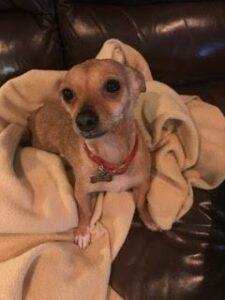 Happy Tail: Minnie Mae (formerly Ursula) 4 Happy Tail: Minnie Mae (formerly Ursula) 3