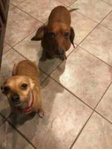 Happy Tail: Minnie Mae (formerly Ursula) 1