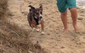 Happy Tail: Monty 7