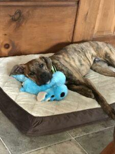 Happy Tail: Ollie 3