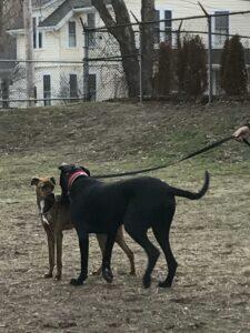 Happy Tail: Ollie 1