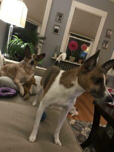 Happy Tails: Buster Bugs 11