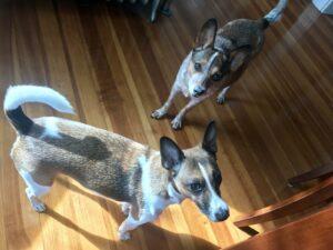 Happy Tails: Buster Bugs 7