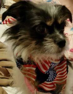 Happy Tail: Piper (formerly Bubblegum) 1