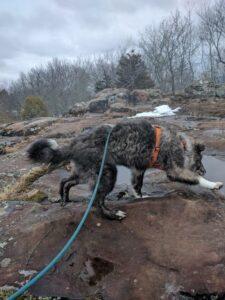 Happy Tail: Arizona (formerly Tasha) 1