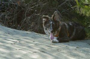 Happy Tail: Arizona (formerly Tasha) 3