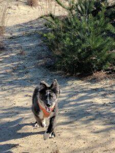 Happy Tail: Arizona (formerly Tasha) 7