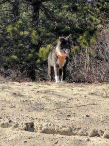 Happy Tail: Arizona (formerly Tasha) 9