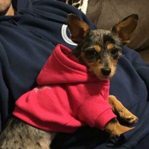 Happy Tail: Willow (formerly Gabbie) 9
