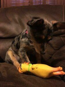 Happy Tail: Willow (formerly Gabbie) 7